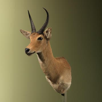 Rietbok Taxidermie Opgezette Dieren By Max, Verzamelen, Dierenverzamelingen, Ophalen of Verzenden, Nieuw, Wild dier, Opgezet dier