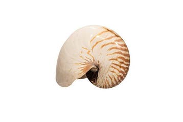 Perlboot Skelet - EXTRAGROSSE NAUTILUS  Nautilus pompilius