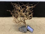 Osaka Bonsai Tree nr 20 - 28x10x36cm - aquascaping boom, Ophalen of Verzenden, Nieuw, Plant(en), Steen of Hout
