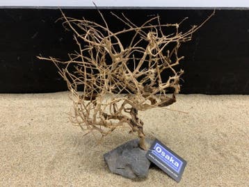 Osaka Bonsai Tree nr 20 - 28x10x36cm - aquascaping boom, Ophalen of Verzenden, Nieuw, Plant(en), Steen of Hout
