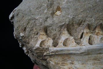 Mosasaurus - Gefossiliseerde kaak - Halisaurus arambourgi -, Verzamelen, Mineralen en Fossielen