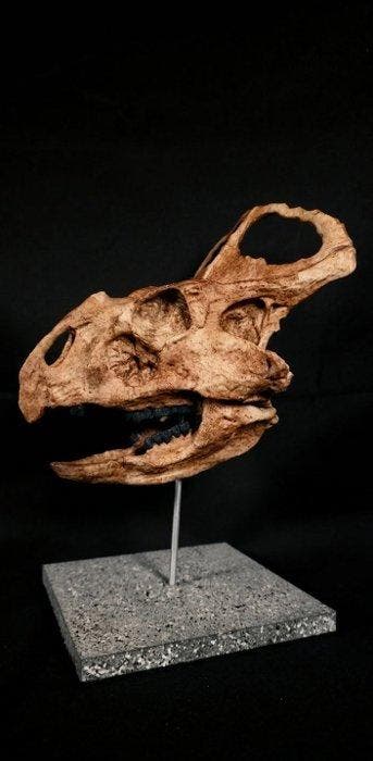 Protoceratops Taxidermie replica montage - Replica