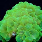 Plerogyra Sinuosa Ultra Green S (Ong. 10 cm), Dieren en Toebehoren, Knaagdieren en Konijnen | Toebehoren, Verzenden, Nieuw