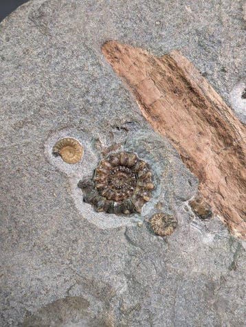 Promicroceras-ammonietvereniging met fossielhout -