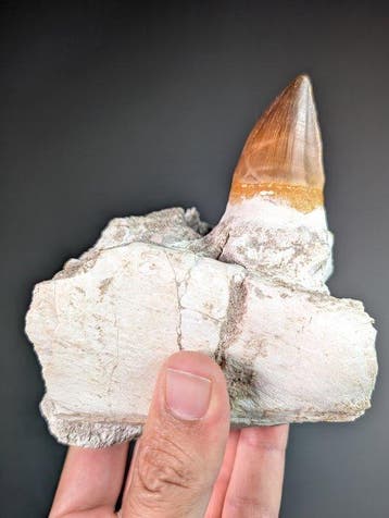 Dent de lézard de la Meuse avec des fragments de mâchoire -