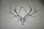 Large Red Stag Trophy Schedel - Cervus elaphus - 80 cm - 120, Verzamelen, Dierenverzamelingen, Nieuw