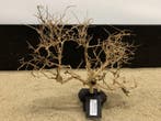 Osaka Bonsai Tree nr 22 - 44x15x37cm - aquascaping boom, Ophalen of Verzenden, Nieuw, Plant(en), Steen of Hout