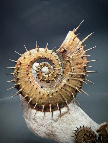 Dubbel stekelige grote heteromorfe ammonieten op matrix —