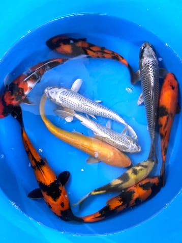 Hirasawa Marusei 29-34cm (Japanse Koi), Ophalen of Verzenden