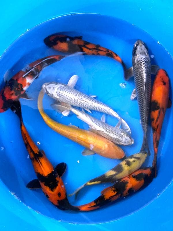 Hirasawa Marusei 29-34cm (Japanse Koi), Tuin en Terras, Vijvers, Nieuw, Ophalen of Verzenden