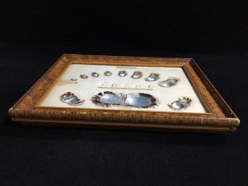 parel Taxidermie volledige montage - Cultured Pearl - 25 cm