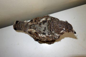 Hazel Grouse Taxidermie volledige montage - Tetrastes, Nieuw