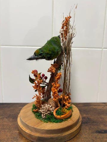gypaète barbu Support de corps entier pour taxidermie -