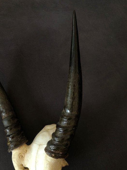Trophée de chasse, Collections, Collections Animaux