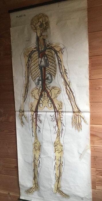 Anatomisch model - Papier - 1910-1920 - Oude schoolplaat
