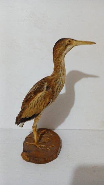 Tarabusino Support de corps entier pour taxidermie -