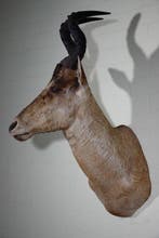 Hartenbeest Schedel - Alcelaphus buselaphus - 60 cm - 105 cm, Nieuw