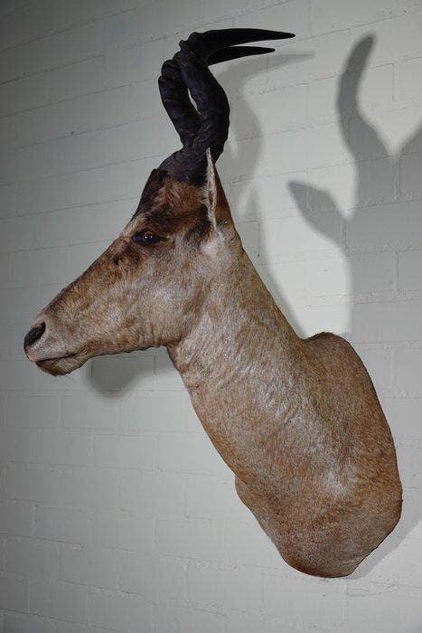 Hartenbeest Schedel - Alcelaphus buselaphus - 60 cm - 105 cm, Verzamelen, Dierenverzamelingen