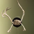 Rendier Gewei Taxidermie Opgezette Dieren By Max, Ophalen of Verzenden, Nieuw, Wild dier, Opgezet dier