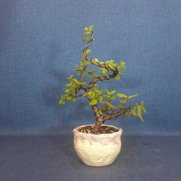 Jade bonsai (Crassula/Portulacaria) - Hoogte (boom): 23 cm -, Antiek en Kunst