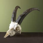 Steenbok Ibex Schedel Taxidermie Opgezette Dieren By Max, Ophalen of Verzenden, Nieuw, Wild dier, Opgezet dier