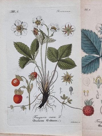 Diedrich Franz Leonhard von Schlechtendal (1794 / 1866) -
