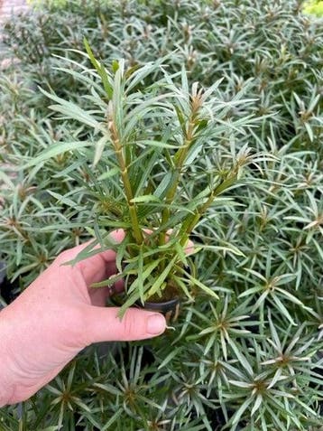 Eustralis Stellata Grof (Aquariumplanten), Verzenden, Plant(en), Steen of Hout