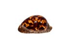 exclusief verzamelstuk $$$$ Venusta cowrie Skelet - Zoila