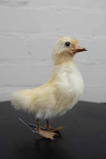 duckling Taxidermie volledige montage - Anas platyrhynchos -