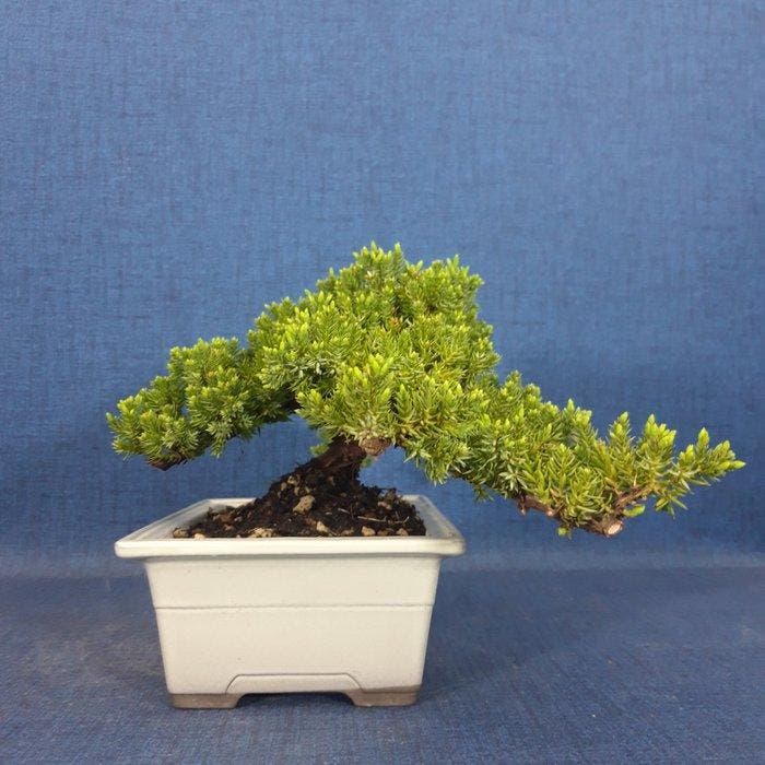 Bonsaï Genévrier (Juniperus) - Hauteur (arbre) : 14 cm -, Antiek en Kunst, Curiosa en Brocante
