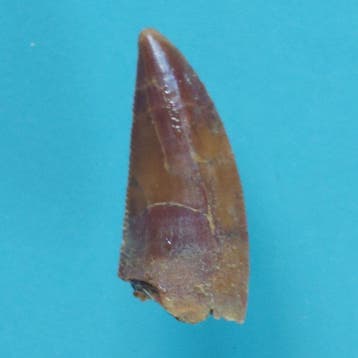 Dinosaurus - Fossiele tand - Abelisaurus - 20 mm - 8 mm