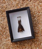 Painted Vesper Bat - framed Taxidermie volledige montage -