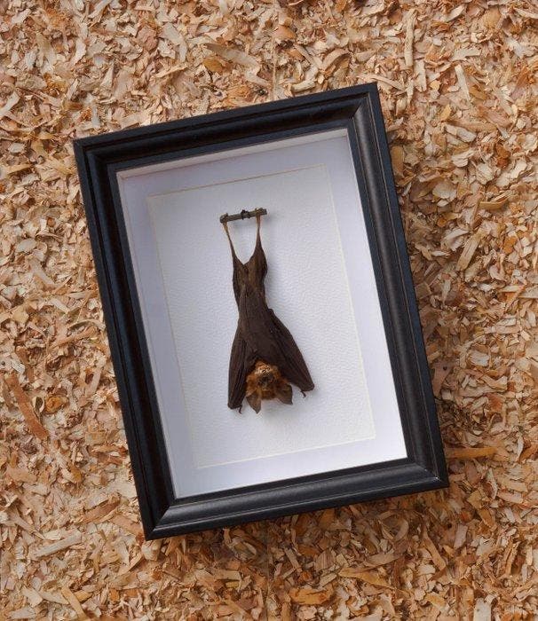 Painted Vesper Bat - framed Taxidermie volledige montage -, Antiek en Kunst, Curiosa en Brocante
