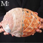 Grote parelmoeren schelp - prachtige zeeschelp - Special XXL, Verzamelen, Mineralen en Fossielen