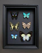 Papillon Support de corps entier pour taxidermie - Agatasa