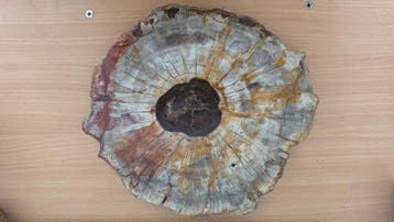Versteend hout - Gefossiliseerd hout - 24 cm - 25.9 cm, Verzamelen, Mineralen en Fossielen