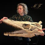 Mosasaurus - Fossiele schedel - 46 cm - 60 cm, Verzamelen, Mineralen en Fossielen
