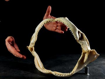 mâchoire de requin tisseur Support de corps entier pour