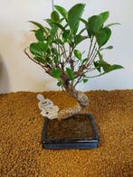 Vijgenboom bonsai (Ficus) - Hoogte (boom): 27 cm - Diepte