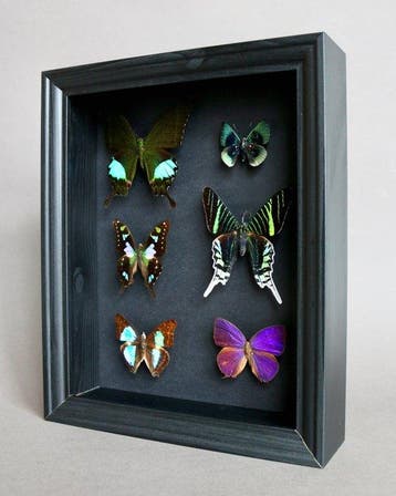 Vlinder Taxidermie volledige montage - Urania leilus x