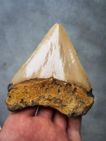 Megalodon - Fossiele tand - 100 mm - 91 mm, Verzamelen