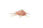 grand escargot rayon de soleil  GEM  RARE Support de corps