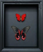 Vlinder Taxidermie volledige montage - Papilio rumanzovia x, Verzamelen, Nieuw