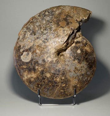 Ammoniet - Gefossiliseerde schelp - Choffaticeras segne -