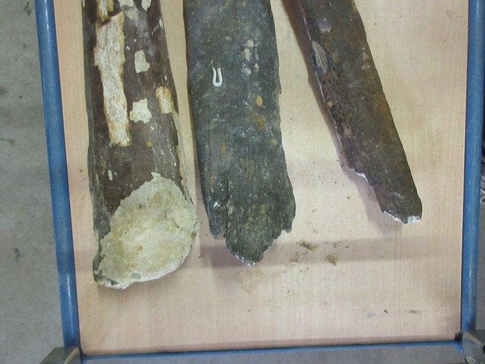 Mammouth laineux - Os fossilisé - Mammoet Primigenius - 60, Collections, Minéraux & Fossiles