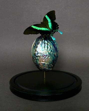 Vlinder Taxidermie volledige montage - NO RESERVE Papilio