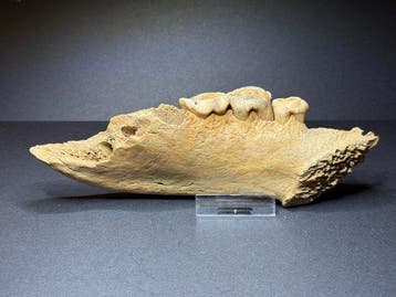 Permafrost cave hyena jaw - Gefossiliseerde kaak - Crocuta