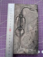 Reptile fossile: Keichousaurus -Trias - Animal fossilisé -