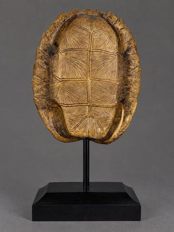 Beeld, sculptuur schildpad - 36 cm - Hars