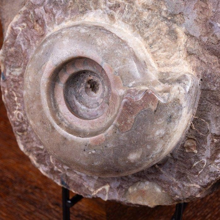Zeldzaam ammonieten exemplaar - Timor-eiland - Fossiel, Collections, Minéraux & Fossiles